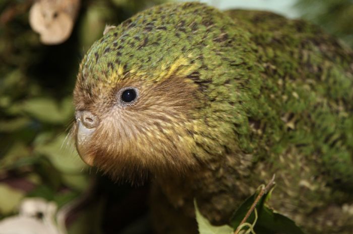 Burung Kakapo jenis burung unik yang langka